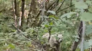 camlihemsinde ilk kez beyaz ayi goruntulendi pjEGkh9e