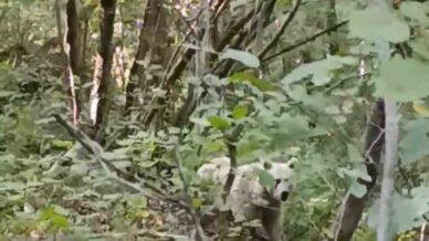 camlihemsinde ilk kez beyaz ayi goruntulendi pjEGkh9e