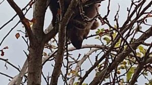 ciktigi agacta mahsur kalan yavru ayi kurtarildi pQTsNw4l