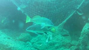 denizlerin sessiz katili hayalet aglar JDK5WpHO