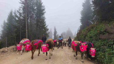 dogu karadenizde yaylalardan donusler hizlandi rDqVMd8i