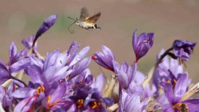 dunyanin en pahali baharati safranin 1 grami 500 tl 7BJUHWHE