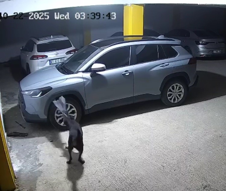 gercek guvenlik kamerasi goruntulerini izleyince ortaya cikti iGTiVRRH