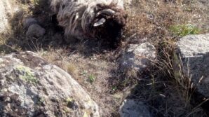 giresunda ayi ve kurtlar koyun koyunlarina saldirdi 5 koyun telef 18i kayip 7DnAWmyK