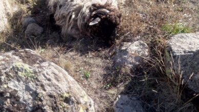 giresunda ayi ve kurtlar koyun koyunlarina saldirdi 5 koyun telef 18i kayip 7DnAWmyK