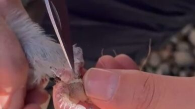 gumushanede itfaiye ekipleri ayaklari ipe dolanan guvercin icin seferber oldu O16U5ExF