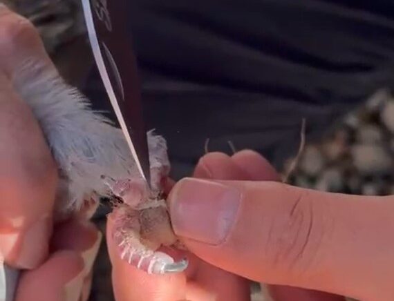 gumushanede itfaiye ekipleri ayaklari ipe dolanan guvercin icin seferber oldu O16U5ExF