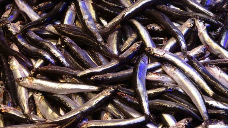 hamsinin ihracatina boy engeli Yt1wUbyJ