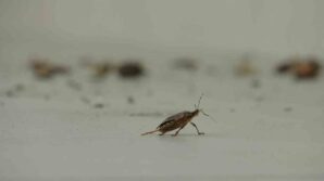 kahverengi kokarca istilasi vatandaslari tedirgin ediyor ipKV1vlJ