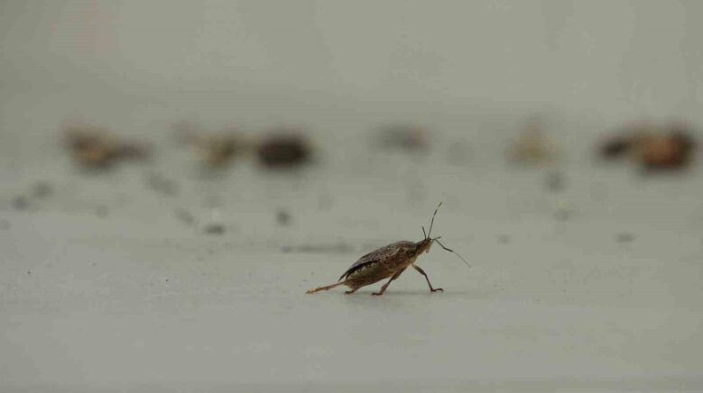 kahverengi kokarca istilasi vatandaslari tedirgin ediyor ipKV1vlJ