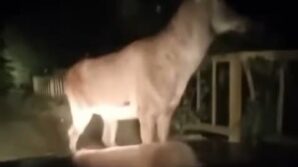 karabuk ormanlarinda erkek geyik ve karaca goruntulendi EB8YXL7s