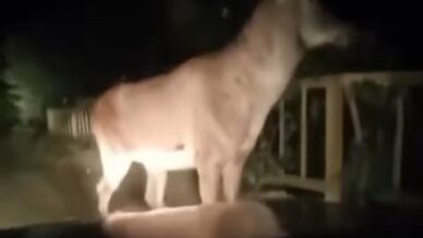 karabuk ormanlarinda erkek geyik ve karaca goruntulendi EB8YXL7s