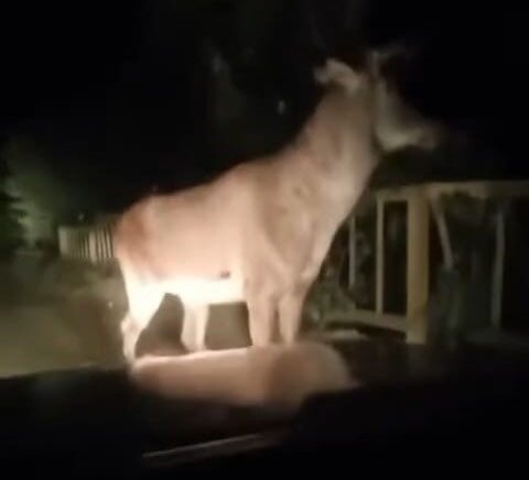 karabuk ormanlarinda erkek geyik ve karaca goruntulendi EB8YXL7s