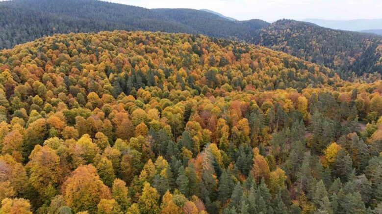 karabuk ormanlarindaki sonbahar renkleri mest ediyor leEVzqbZ