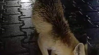 karabukte tir surucusu tilkiyi ekmekle besledi JqneNmZF