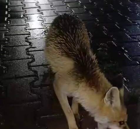 karabukte tir surucusu tilkiyi ekmekle besledi JqneNmZF