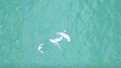 karadenizde yunuslarin dansi dron kamerasina takildi NxMMViNH