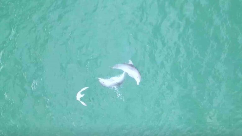 karadenizde yunuslarin dansi dron kamerasina takildi NxMMViNH