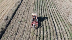 kastamonuda patates hasadi suruyor r6cSHrQQ