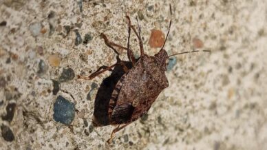 kokarca sayisi zirvede uzmani bahar aylarina dikkat cekti ZisizT6O