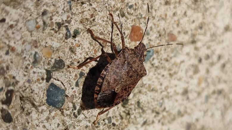 Rus fohishalarining fotosuratlari