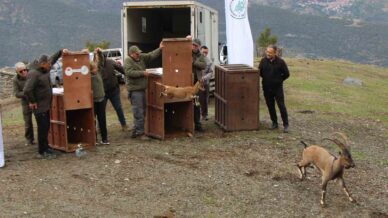 mersinde yakalanan 5 yaban kecisi amasyada dogaya salindi 6FwMeR6W