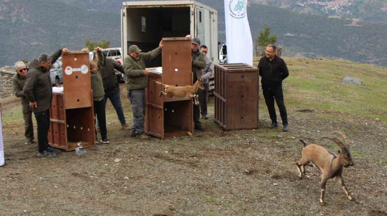 mersinde yakalanan 5 yaban kecisi amasyada dogaya salindi 6FwMeR6W