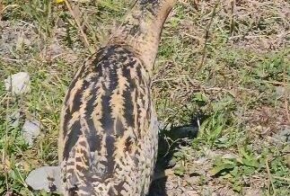 nesli tukenmekte olan guney amerika balabani artvinde goruldu GUjd8Hvk