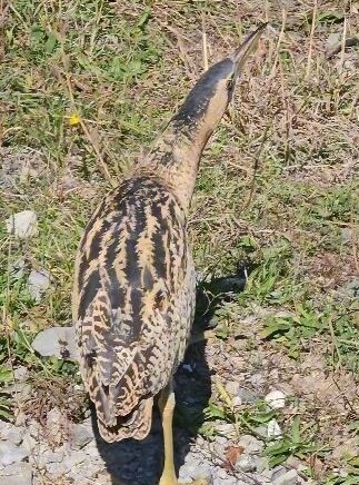 nesli tukenmekte olan guney amerika balabani artvinde goruldu GUjd8Hvk