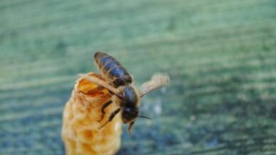 omulu akademisyenlerden ariciliga yenilikci katki ana ari uretim aparati anzG7aZS