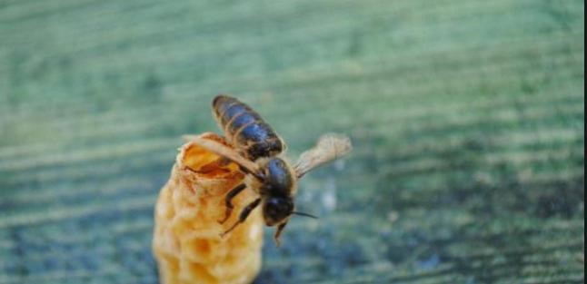 omulu akademisyenlerden ariciliga yenilikci katki ana ari uretim aparati anzG7aZS