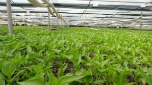 prof dr resul gercekcioglu yabanci turler genetik mirasimizi yok etti Scnu3RZz