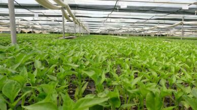 prof dr resul gercekcioglu yabanci turler genetik mirasimizi yok etti Scnu3RZz