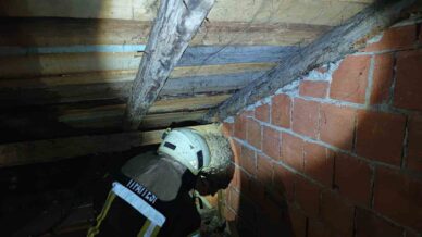 safranboluda evin catisinda yaban arisi panigi SFgUWd5I