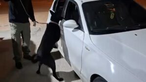 samsunda narkotik kopegi cakir yakit deposuna gizlenen metamfetamini buldu BWQlcq1T