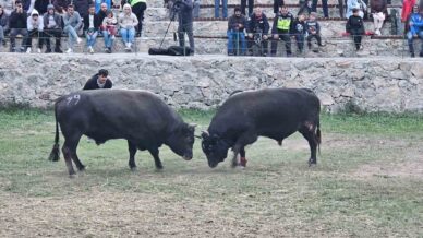 sap hastaligi nedeniyle ertelenen ardanuc boga guresleri festivali sona erdi 2cmGTOcq