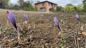 soguk hava dunyanin en pahali baharatinda erken cicek actirdi eUHXhGvm