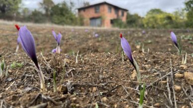 soguk hava dunyanin en pahali baharatinda erken cicek actirdi eUHXhGvm