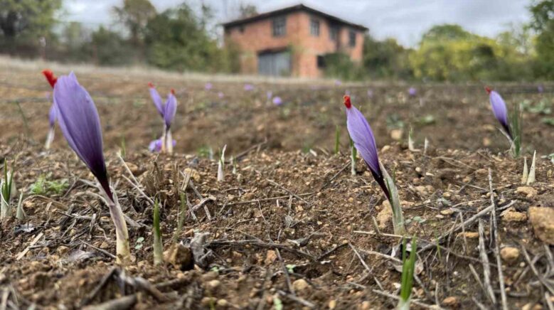 soguk hava dunyanin en pahali baharatinda erken cicek actirdi eUHXhGvm