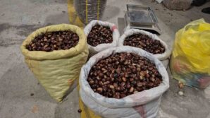 tescilli lezzet pazara indi duzcenin cografi isaretli kuzu kestanesi tezgahlardaki yerini aldi kkljLe9X