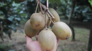 tescilli ordu kivisinde rekolte yariya dustu YQv32Wdh