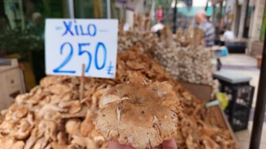 tezgahlarda tirmit bollugu fiyati dustu TsCUQGkX