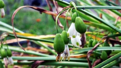 tibbi ve aromatik bitki uretiminden 12 milyon tl gelir MuySzDCS