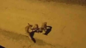 tilkilerin sokaktaki oyunlari kameralara yansidi mqxQeHfR