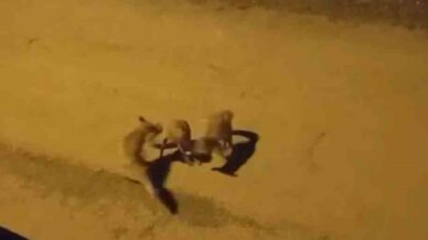 tilkilerin sokaktaki oyunlari kameralara yansidi mqxQeHfR