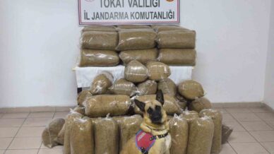 tokatta 340 kilo kacak tutun ele gecirildi V7NPcssX