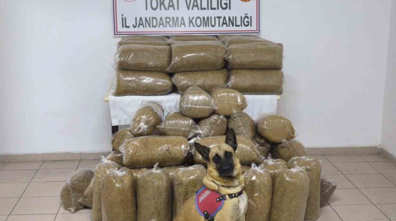 tokatta 340 kilo kacak tutun ele gecirildi V7NPcssX