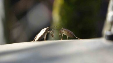 trabzonda kahverengi kokarca alarmi JlVgb4Mb