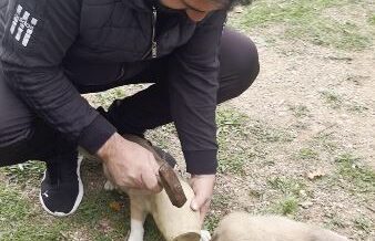 yavru kopegin meraki kirilan testi ile son buldu rHdcSzSx