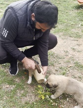 yavru kopegin meraki kirilan testi ile son buldu rHdcSzSx